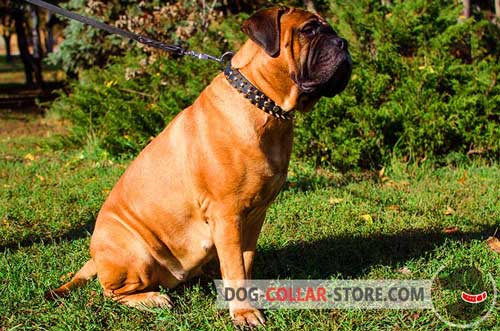 Unique Leather Bullmastiff Collar With Brass Spikes And Nickel Studs