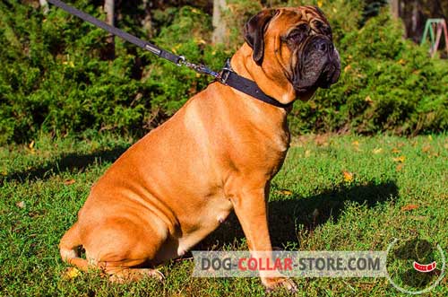 Durable Nylon Bullmastiff Collar for Effective Training