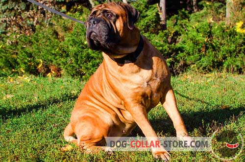 Multifunctional Nylon Bullmastiff Collar 