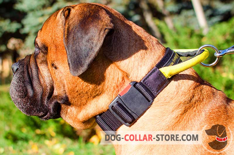 Best collar for best sale bullmastiff