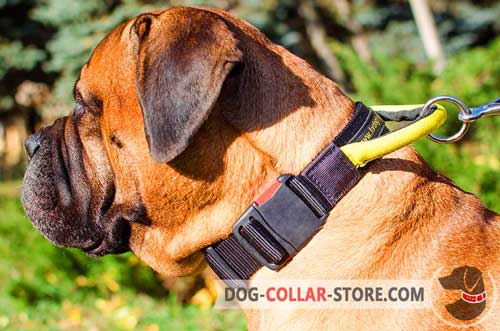 Nylon Bullmastiff Collar With Quick Release Buckle And Handle