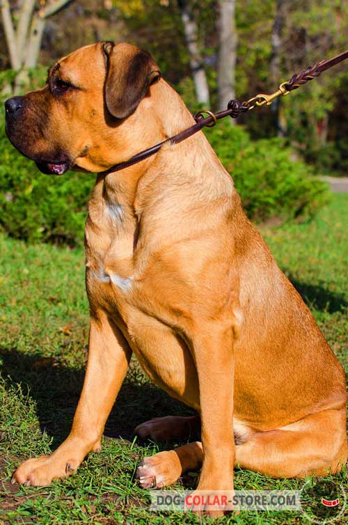 Training Round Leather Cane Corso Choke Collar