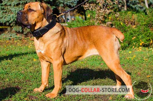 Training Two Ply Leather Cane Corso Collar with Brass Fittings