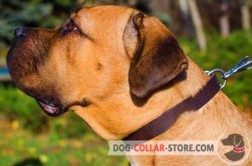 1 inch wide Leather Cane Corso Collar with Strong Hardware