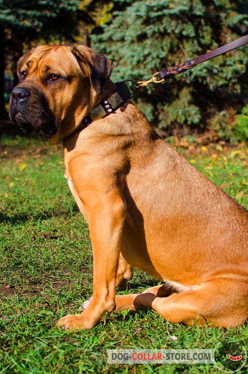 Leather Cane Corso Collar Decorated with Metal Spikes and Plates