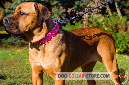 Exclusive Spiked Pink Leather Cane Corso Collar