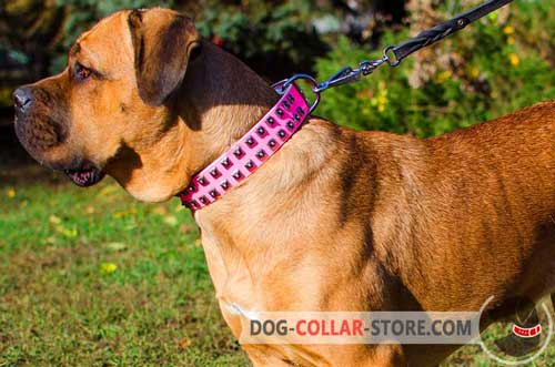 Pink Leather Cane Corso Collar With Stylish Studs