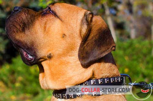 Designer Leather Cane Corso Collar with Nickel Studs