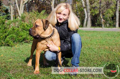 Stylish Leather Cane Corso Collar With Studs And Spikes