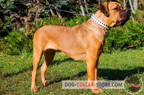 Cane Corso Collar decorated with 2 rows of studs