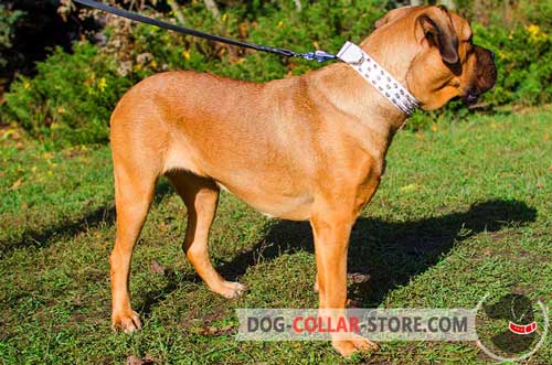 Leather Cane Corso Collar with Three Rows of Spikes
