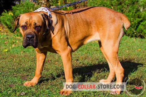 White Leather Cane Corso Collar with Blue Stones for Walking