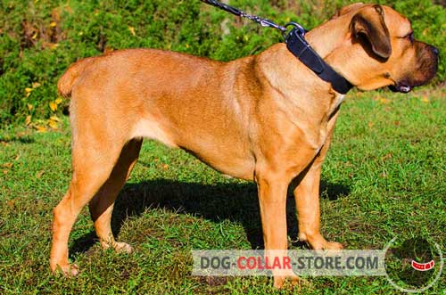 Classy Wide Leather Cane Corso Collar for Daily Walking
