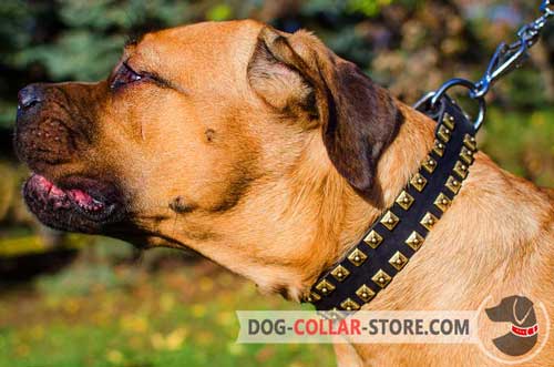 Walking Leather Cane Corso Collar with Tetragonal Studs