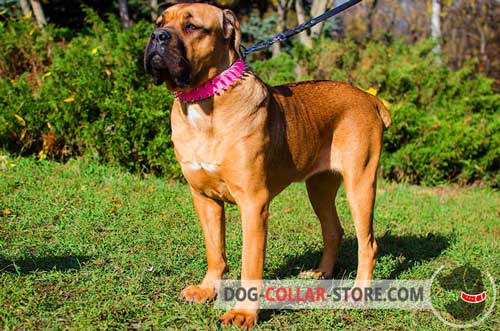 Pink Leather Cane Corso Collar Decorated with with Two Rows of Spikes