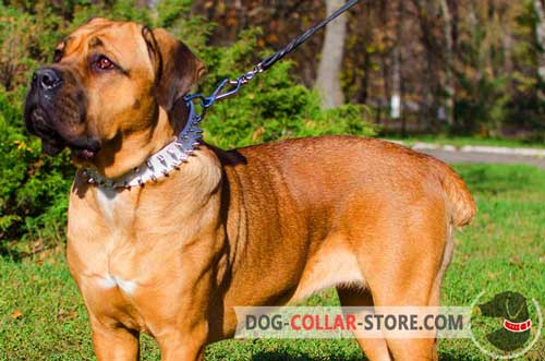 White Leather Cane Corso Collar with 2 Rows of Spikes