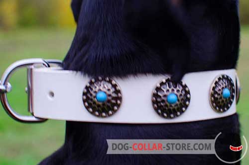Marvelous Nickel Circles With Blue Stones On Leather Dog Collar