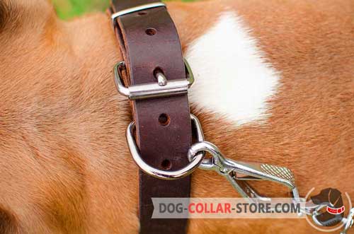 Nickel Plated D-ring on Classic Leather Dog Collar for Easy Lead Attachment