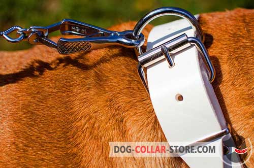Extra Wide D-Ring on Studded White Leather Dog Collar to Quickly Attach the Leash