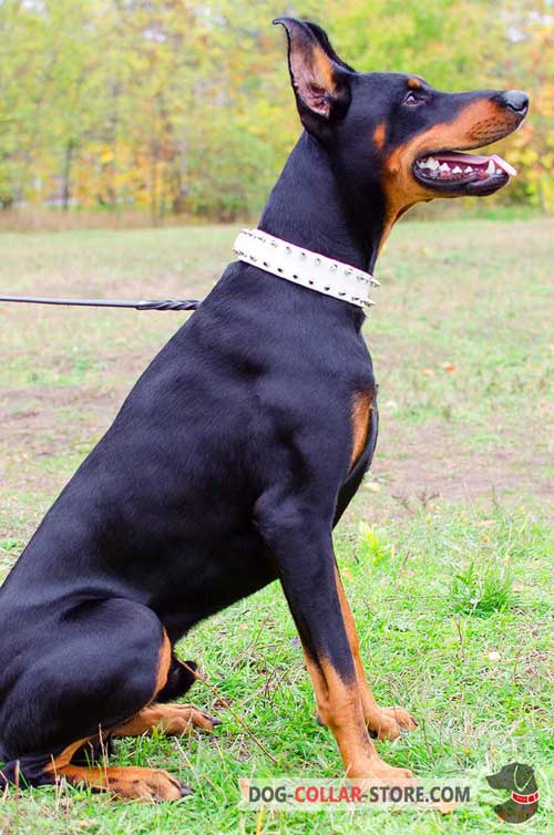 Well Done White Doberman Collar Leather