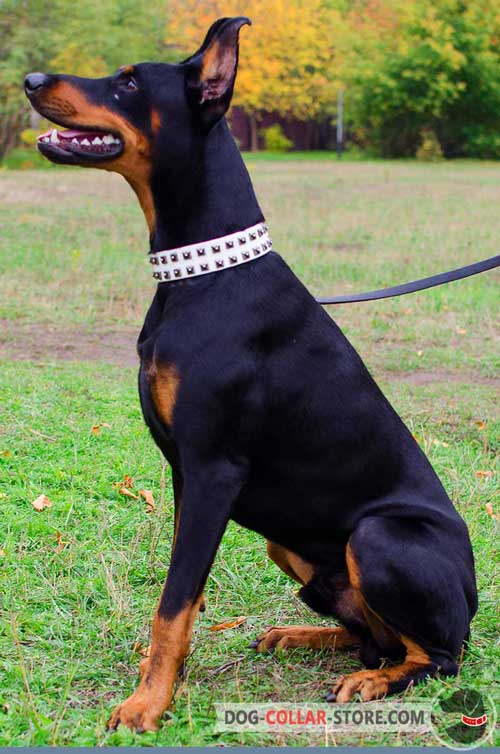 Hand-Decorated Leather Doberman Collar With Studs