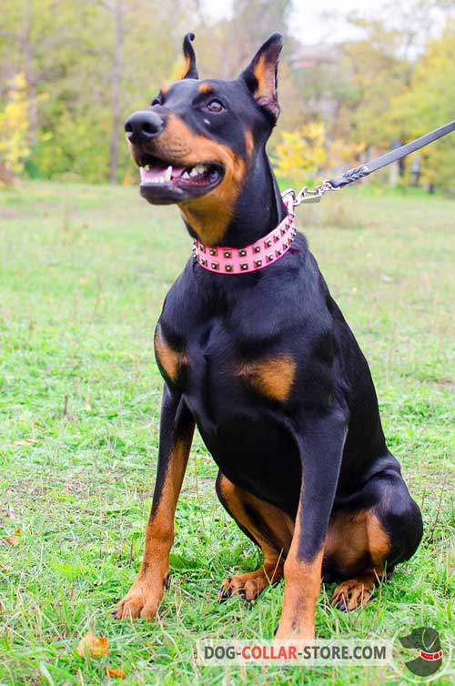 Wide Studded Leather Doberman Collar 