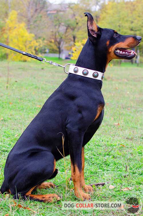 Well Done Leather Doberman Collar with Blue Stones for Training