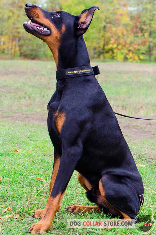 Any Weather Nylon Dog Collar for Doberman Walking