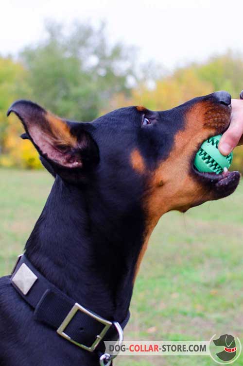 Nylon Dog Collar for Doberman Decorated with Nickel Plates