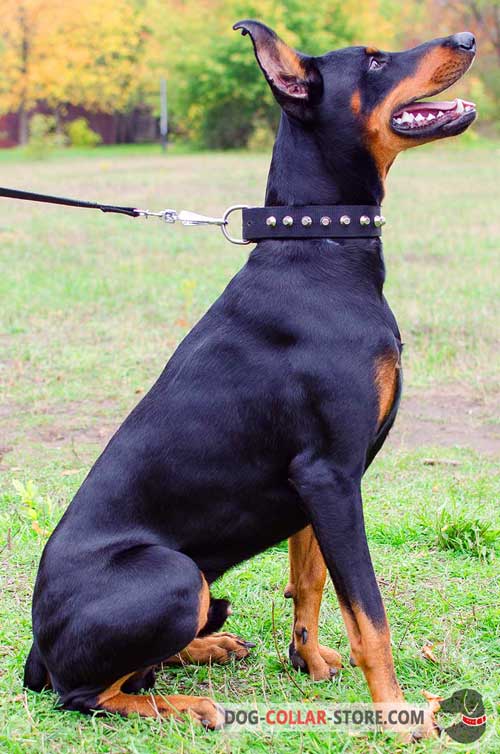 Practicable Studded Nylon Dog Collar for Doberman