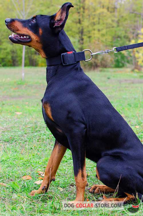 Nylon Doberman Collar for Walking