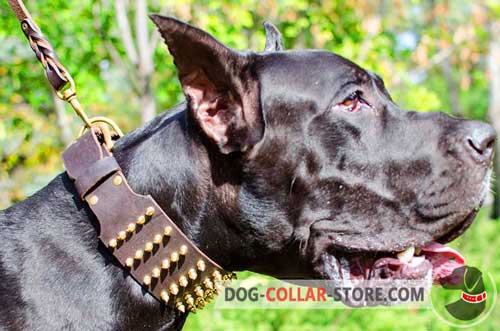 Wide Leather Dog Collar for Safe Walking