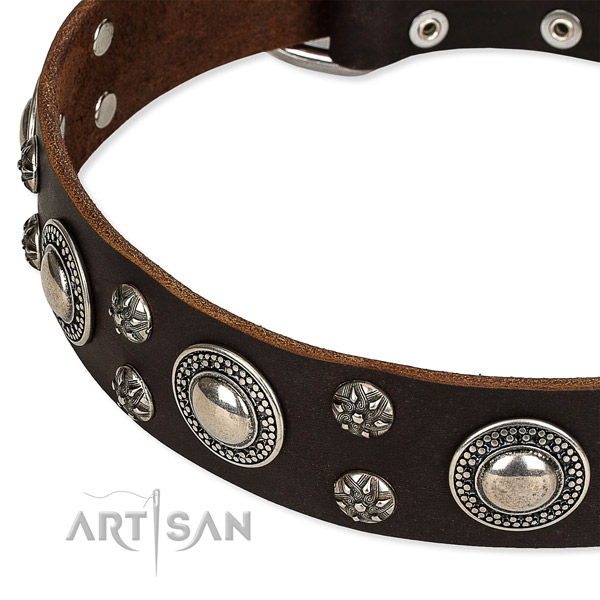 Quick to fasten leather dog collar with resistant chrome plated hardware