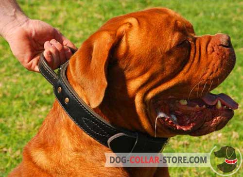 Leather Dogue de Bordeaux Collar with Handle for Maximum Control