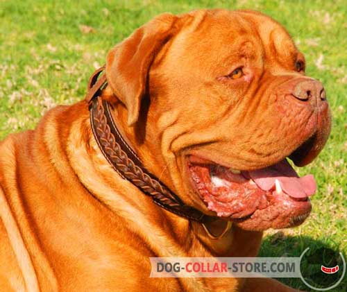 Braided Dogue de Bordeaux Collar