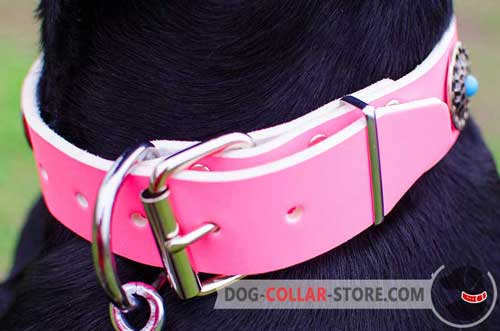 Corrosion Protected Nickel Plated Fittings On Leather Dog Collar