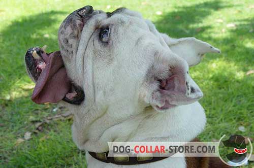 Gorgeous Leather English Bulldog Collar with Brass Plates 