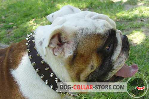 Hand-Decorated Leather Dog Collar for English Bulldog Training