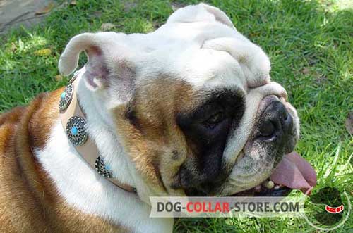Adjustable Stylish Leather Dog Collar for English Bulldog