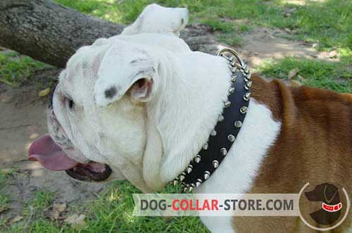 Handcrafted Leather Dog Collar for English Bulldog