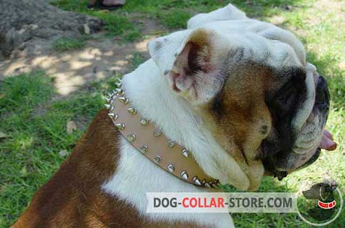 Hand-made Spiked Stylish Leather Dog Collar for English Bulldog Training
