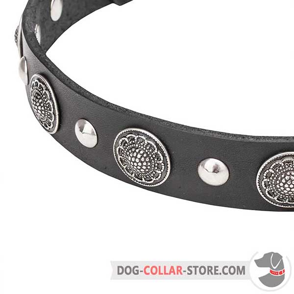Chrome-plated Studs on Dog Collar