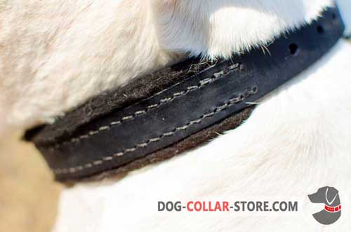 Extra Soft Felt Padding on Training Leather Dog Collar