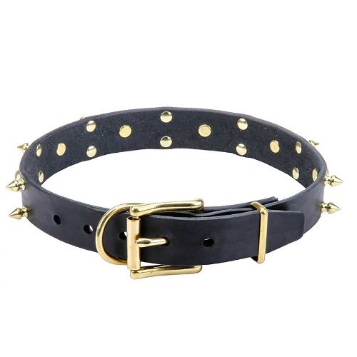 Dog Collar with cool brass hardware