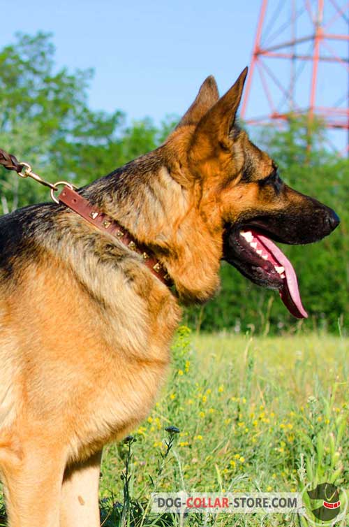 German Shepherd Collar with Brass Studs