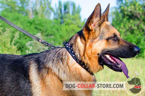 Elegant German Shepherd Collar with Nickel Studs