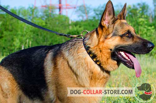 Gorgeous Leather German Shepherd Collar With Brass Plates