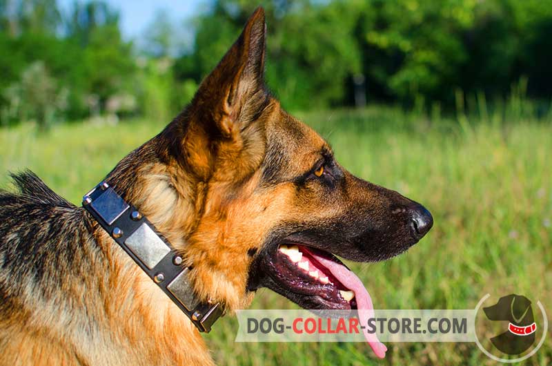 German shepherd hot sale collar size