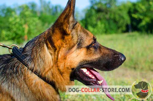 Classic Leather German Shepherd Collar for Walking