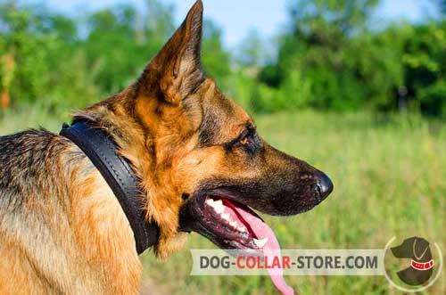 Strong Padded Leather German Shepherd Collar